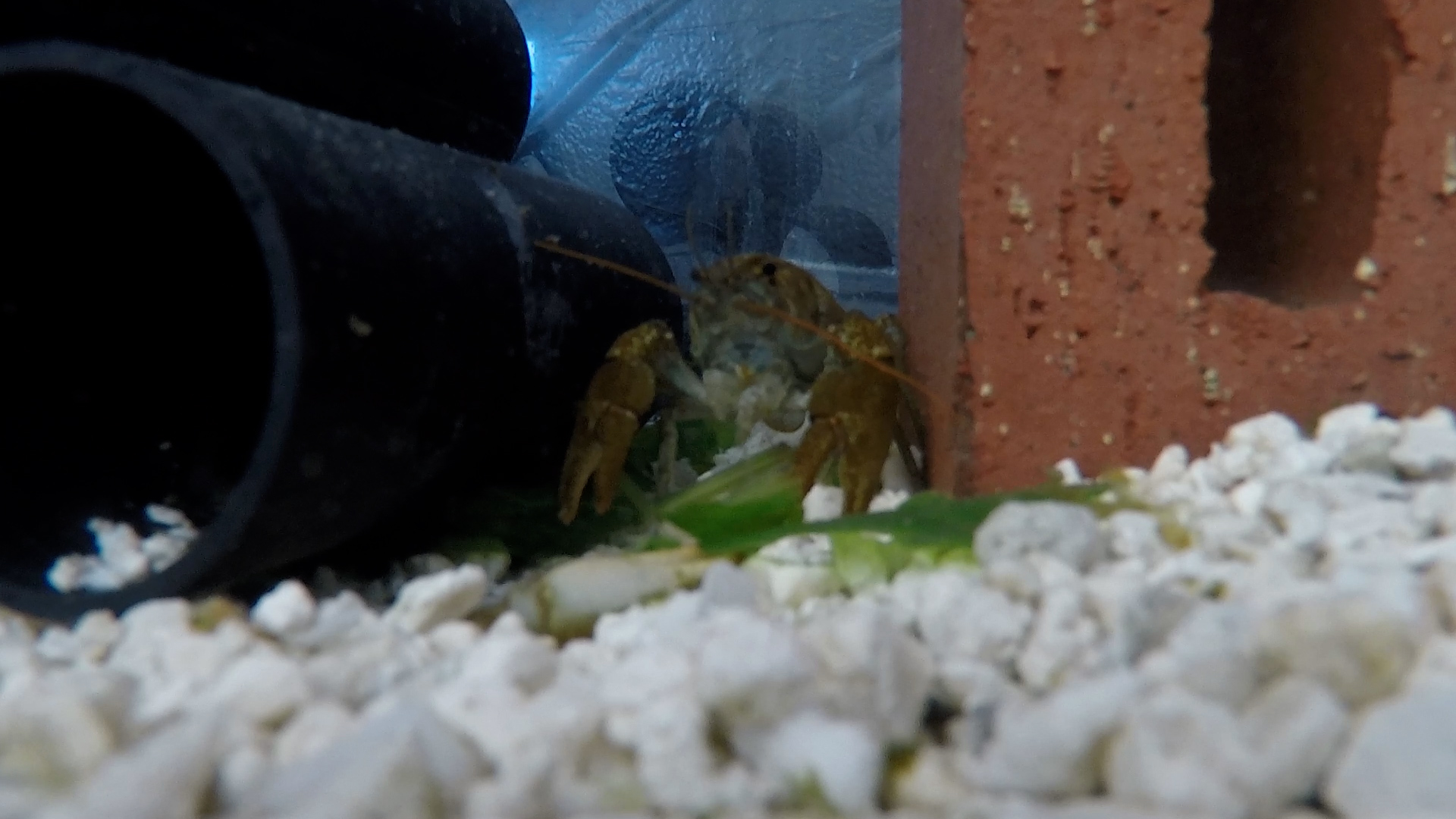 The white-clawed crayfish: can they be saved?