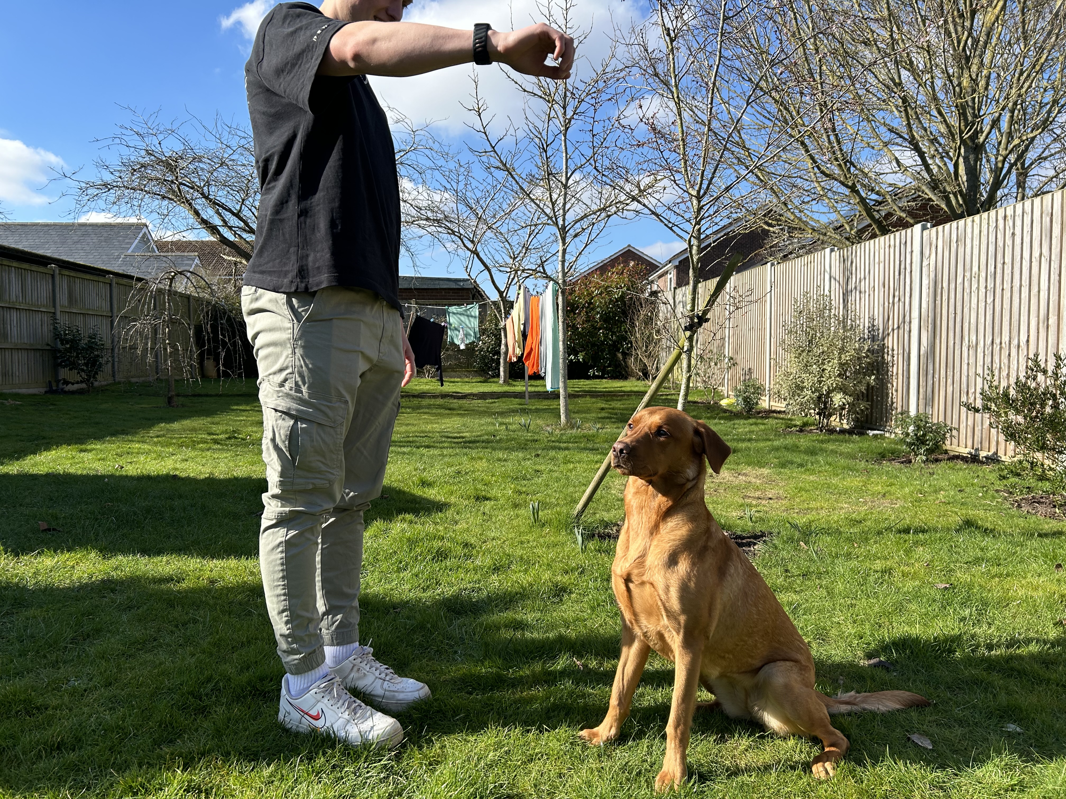 Shortage in animal therapy volunteers