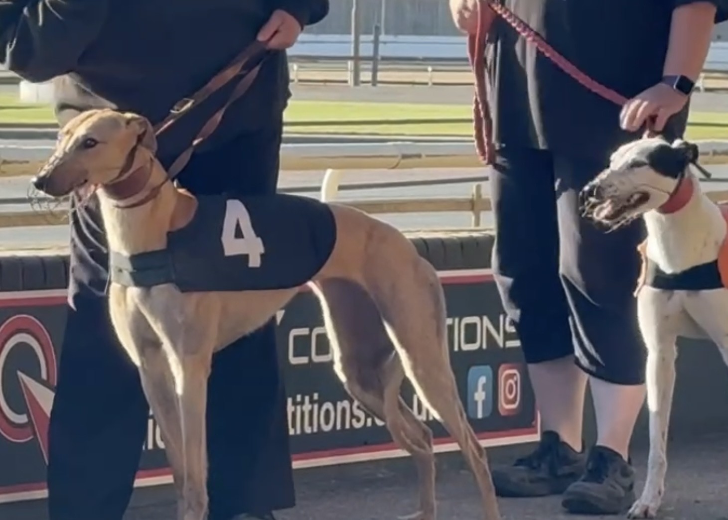Greyhounds are “couch potatoes, the best animal to rehome”, says Yarmouth dog trainer