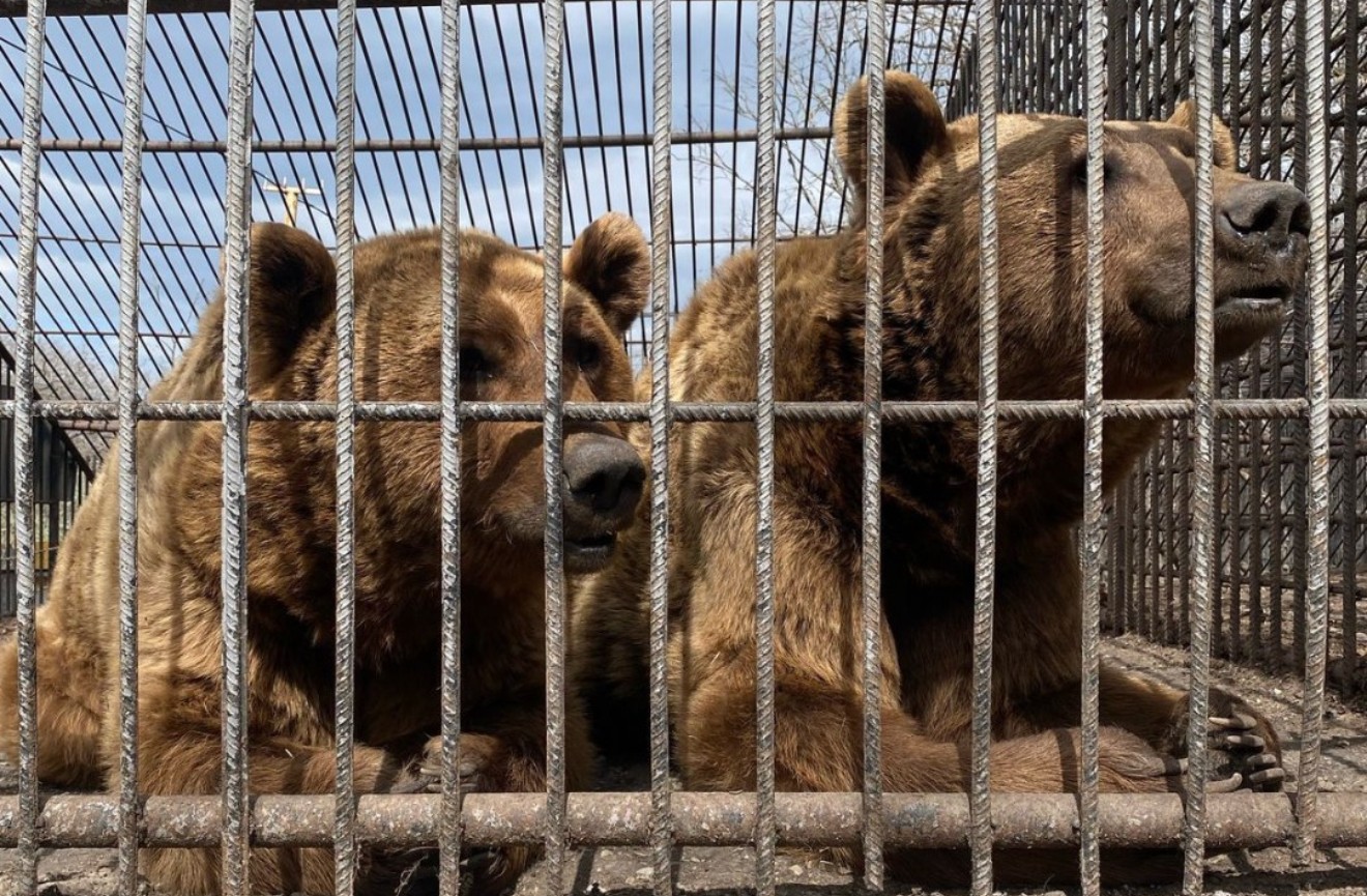 Saving Benji and Balu