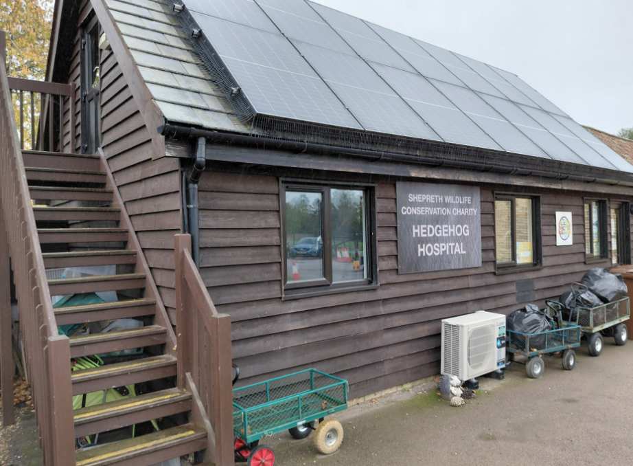 “Team effort”: hedgehog hospital welcomes second litter of year