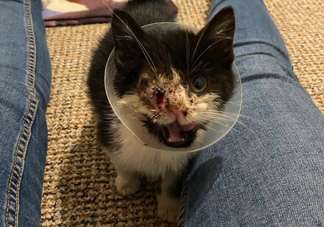 Animal abandonment figures reach a four-year high